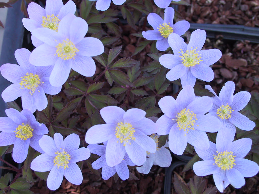 Anemone nemorosa Robinsoniana.jpg